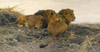 Lions At Watch by Wilhelm Kuhnert