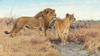 Lions on the Plains of Africa by Wilhelm Kuhnert