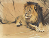 Lying Lion by Wilhelm Kuhnert