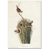 Marsh Wren by John James Audubon