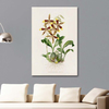 Odontoglossum Grande by James Bateman as Fine Art Print