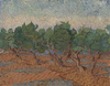 Vincent van Gogh Zeytinlikte Ağaçlar Kanvas Tablo
