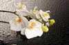 Orchids on the Table