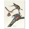 John James Audubon Yolcu Güvercin Kanvas Tablo