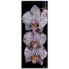Phalaenopsis by Dagmar Göğdün