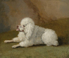 Porträt Eines Pudels by Jacob Philipp Hackert as Art Print