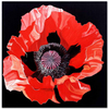 Red Poppy by Dagmar Göğdün