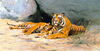 Resting Tigers by Wilhelm Kuhnert