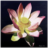Sacred Lotus by Dagmar Göğdün as Fine Art Print