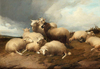 Sheep in the Meadows by Thomas Sidney Cooper as Art Print