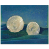 Shells by Max Ernst as Fine Art Print