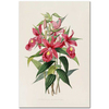 Sobralia Macrantha by James Bateman as Fine Art Print
