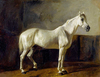 Rudolf Koller Beyaz At Kanvas Tablo