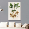 Stanhopea Tigrina by James Bateman as Fine Art Print