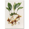 Stanhopea Tigrina by James Bateman as Fine Art Print
