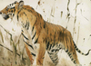 Study Of A Tiger by Wilhelm Kuhnert