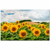 Sunflowers in the Field as Art Print