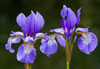 Pair of Irises Art Print