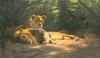 The Lions' Den by Wilhelm Kuhnert
