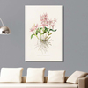 The Orchidaceae of Mexico and Guatemala Bakteria Spectabilis by James Bateman as Fine Art Print