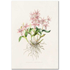The Orchidaceae of Mexico and Guatemala Bakteria Spectabilis by James Bateman as Fine Art Print