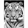 Tiger in Black White