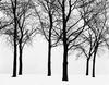 Trees in Winter by Harry Callahan