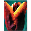 Tulip by Dagmar Göğdün