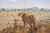 Two Cheetahs by Donald Grant