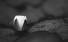 Water Lily