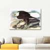 White Headed Eagle by John James Audubon as Art Print