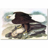 White Headed Eagle by John James Audubon as Art Print