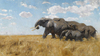 Wilhelm Kuhnert Elephants on the Move Art Print
