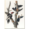 John James Audubon Ağaçkakan Kanvas Tablo