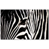 Zebra Zerafeti Kanvas Tablo