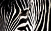 Zebra Zerafeti Kanvas Tablo