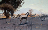 Zebras by Wilhelm Kuhnert