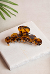Olimpiyat Amber Tortoise Kemik Toka