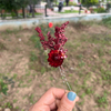 BORDO YAKA ÇİÇEĞİ 