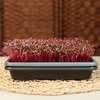 amaranth-9-a92e.jpg