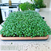 crimson-clover-54-059.jpg
