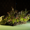 frilly-red-mustard--48eb-.jpg