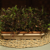 frilly-red-mustard-ca5-3c.jpg