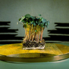 nasturtium-empress-30-4c2.jpg