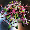 red-micro-mix-52e-be.jpg
