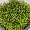 tere-099-91a1-1.jpg
