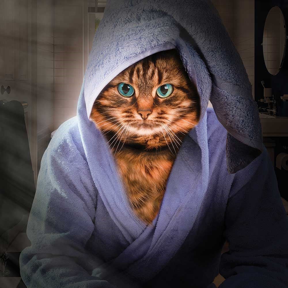 Kedi 70x70cm Pano Baskılı Kumaş