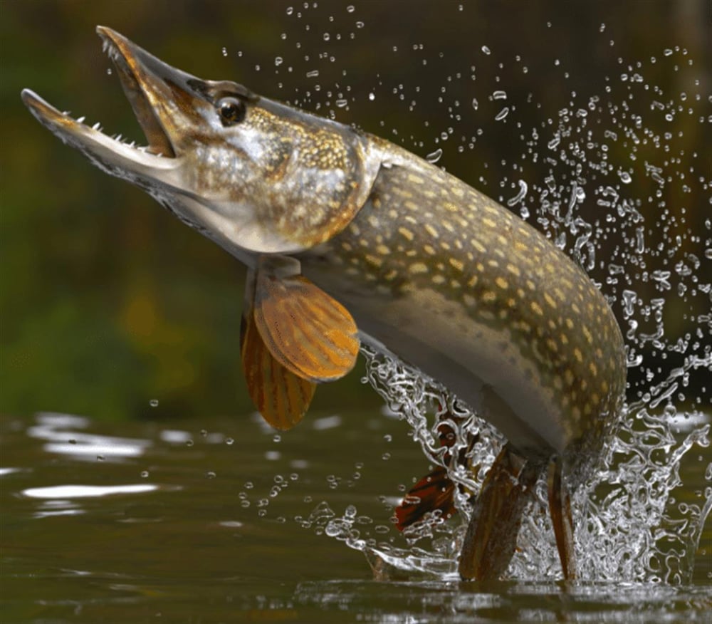 Alesta Niagara 120 Cm Olta Kamışı- Remixon Fast Sell 4000 Tam Takım Lüx Usta Profesyonel Hobi Turna Balığı Olta Seti