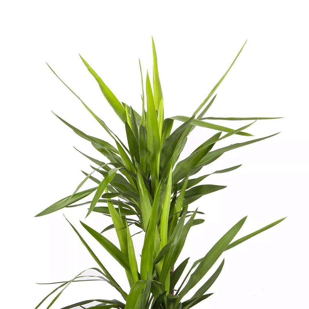 Yuka – Avize Çiçeği Bitkisi 3 Gövdeli Çap 24 Cm - 30-60-120 Cm