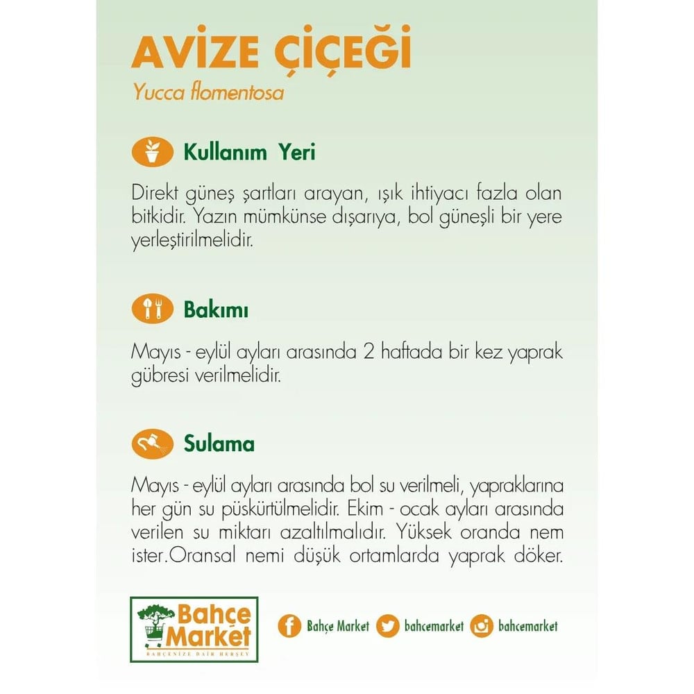 Yuka – Avize Çiçeği Bitkisi 3 Gövdeli Çap 24 Cm - 30-60-120 Cm